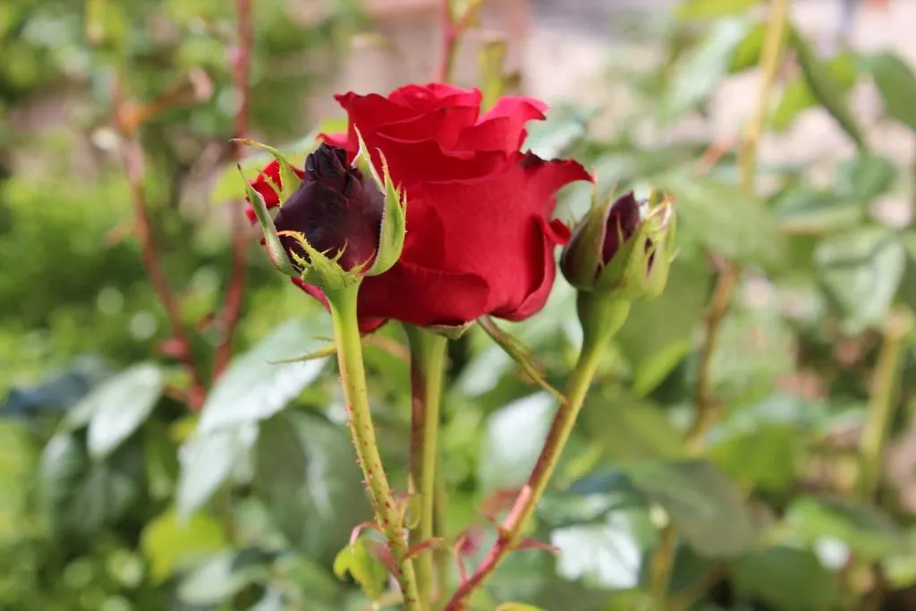 Locanda La Mandragola 산지미냐노 2*,  이탈리아